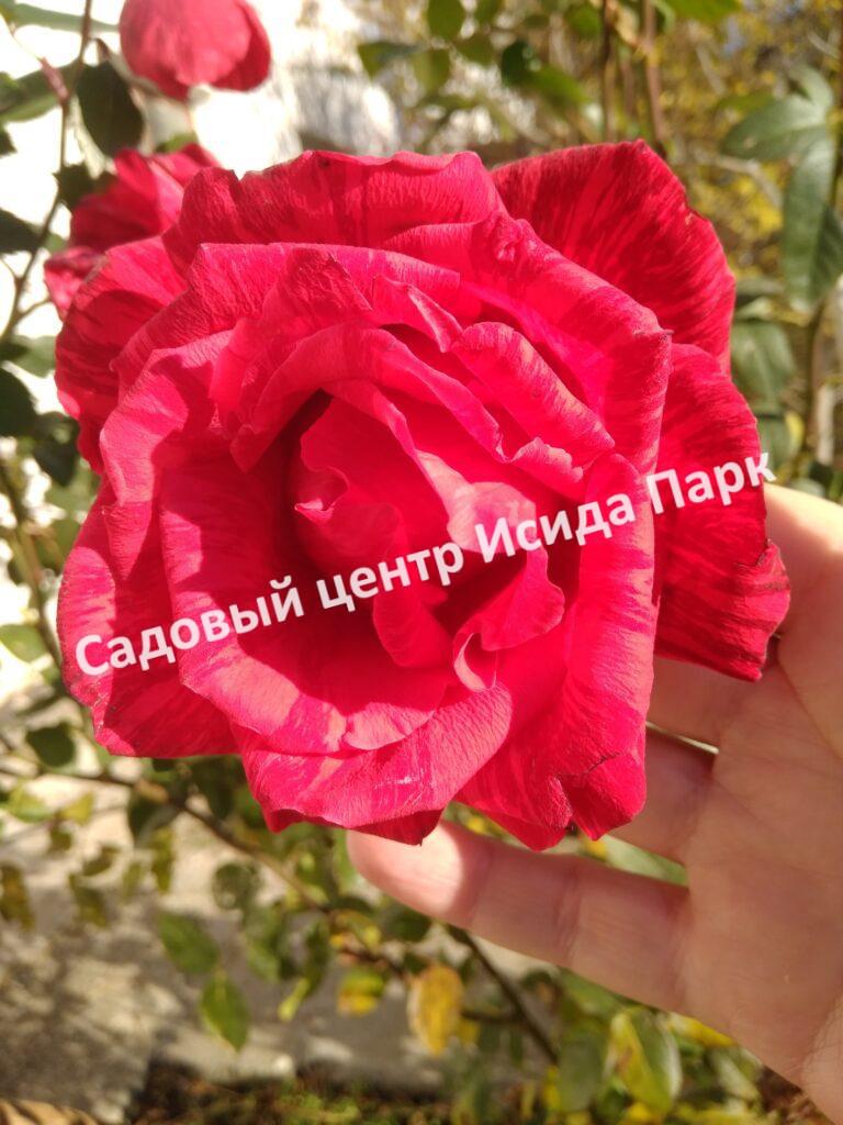 Роза Ред Интуишн (Red Intuition)
