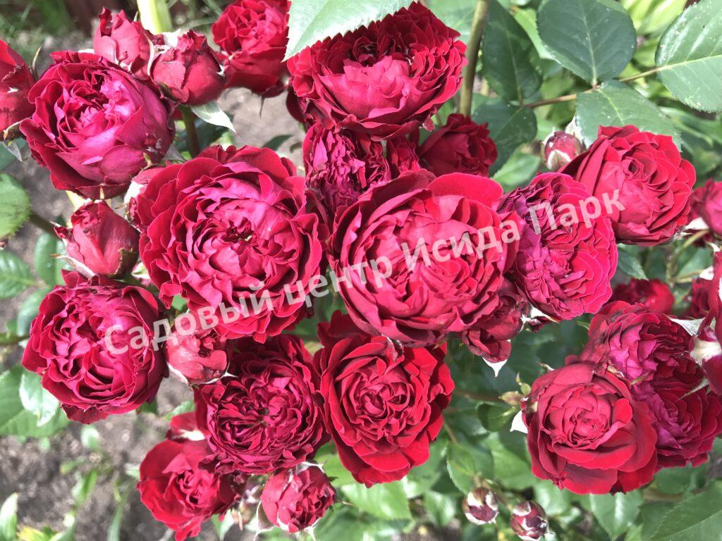 Роза Ред Сенсейшен (Red Sensation)