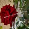 Роза Роял Баккара (Royal Baccara) 11