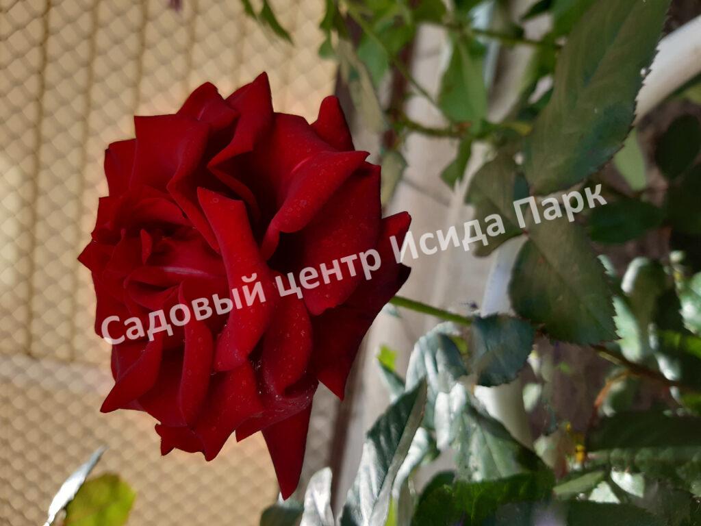 Роза Роял Баккара (Royal Baccara)