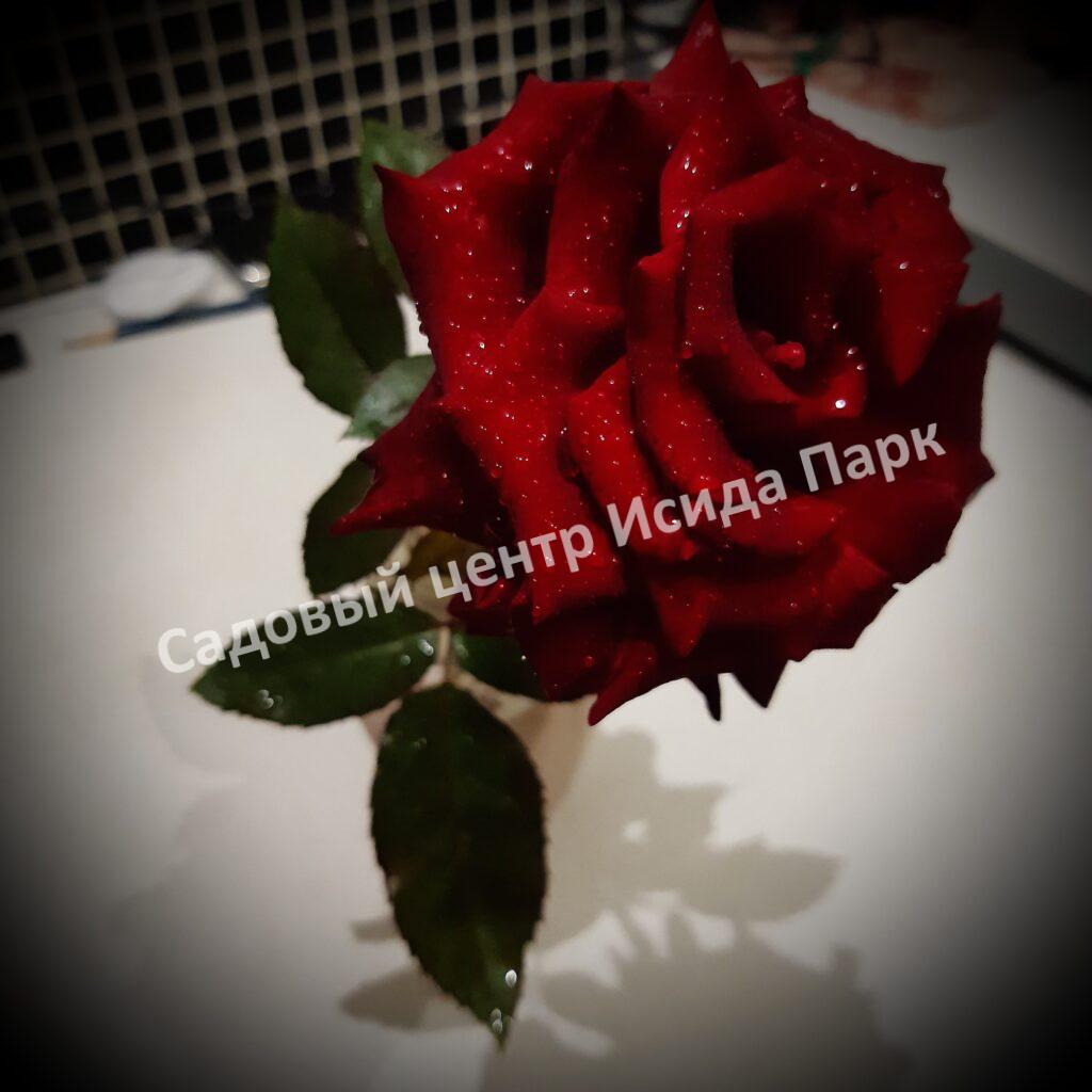 Роза Роял Баккара (Royal Baccara)