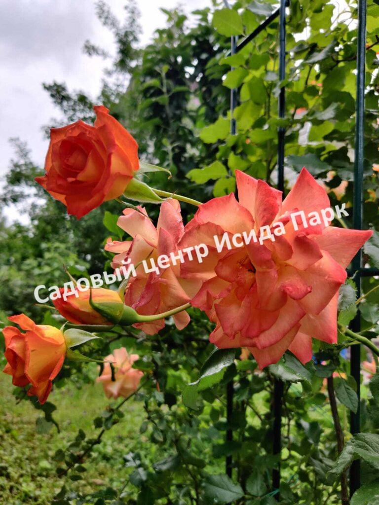 Роза Сахара (Sahara)