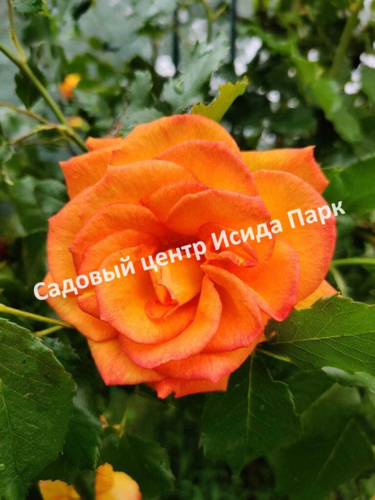 Роза Сахара (Sahara)