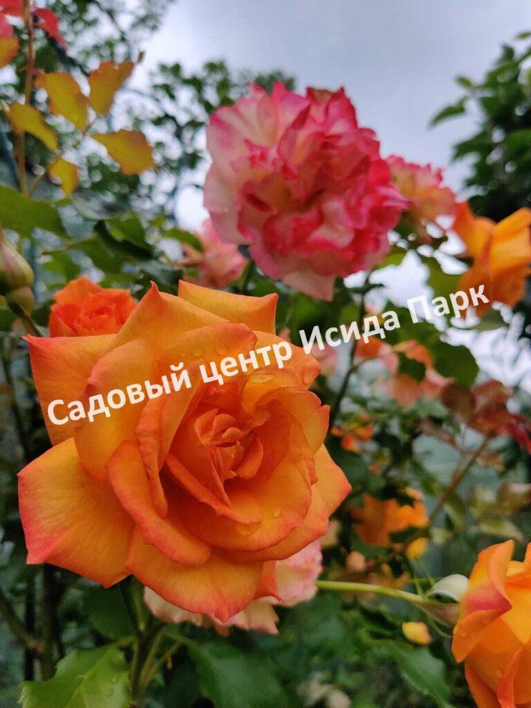 Роза Сахара (Sahara)