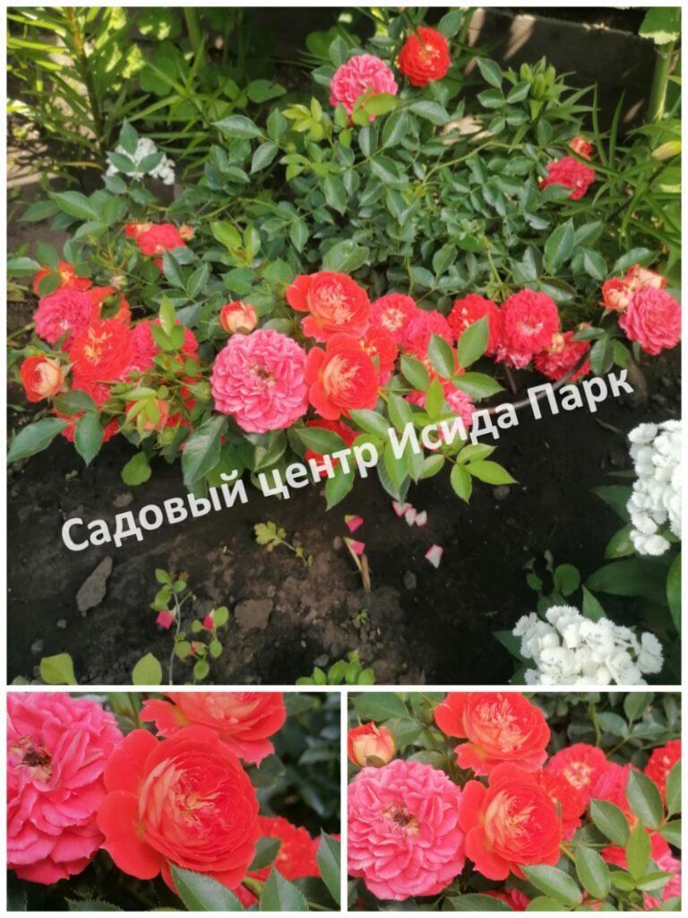 Роза Старлет Роуз Кармен (Starlet-Rose Carmen)