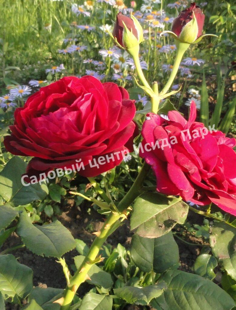 Роза английская Вильям Шекспир, Уильям Шекспир (William Shakespeare)