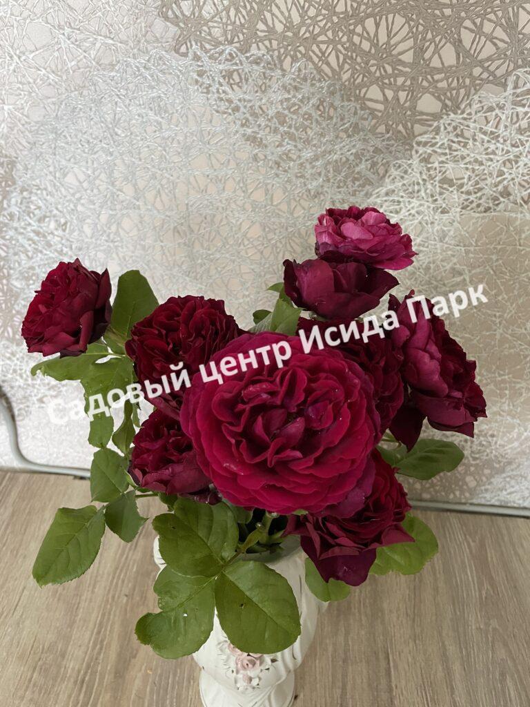 Роза Зе Принц (The Prince)