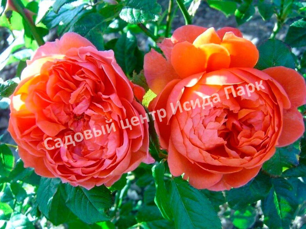 Роза Саммер Сонг (Summer Song)