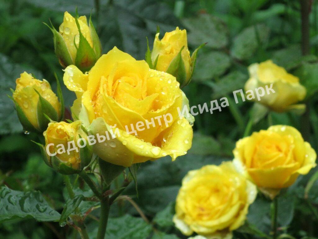 Роза Сан Сити (Sun City)