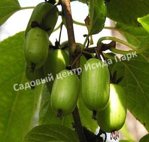 Актинидия коломикта Изобильная (Actinidia kolomikta Plentiful)