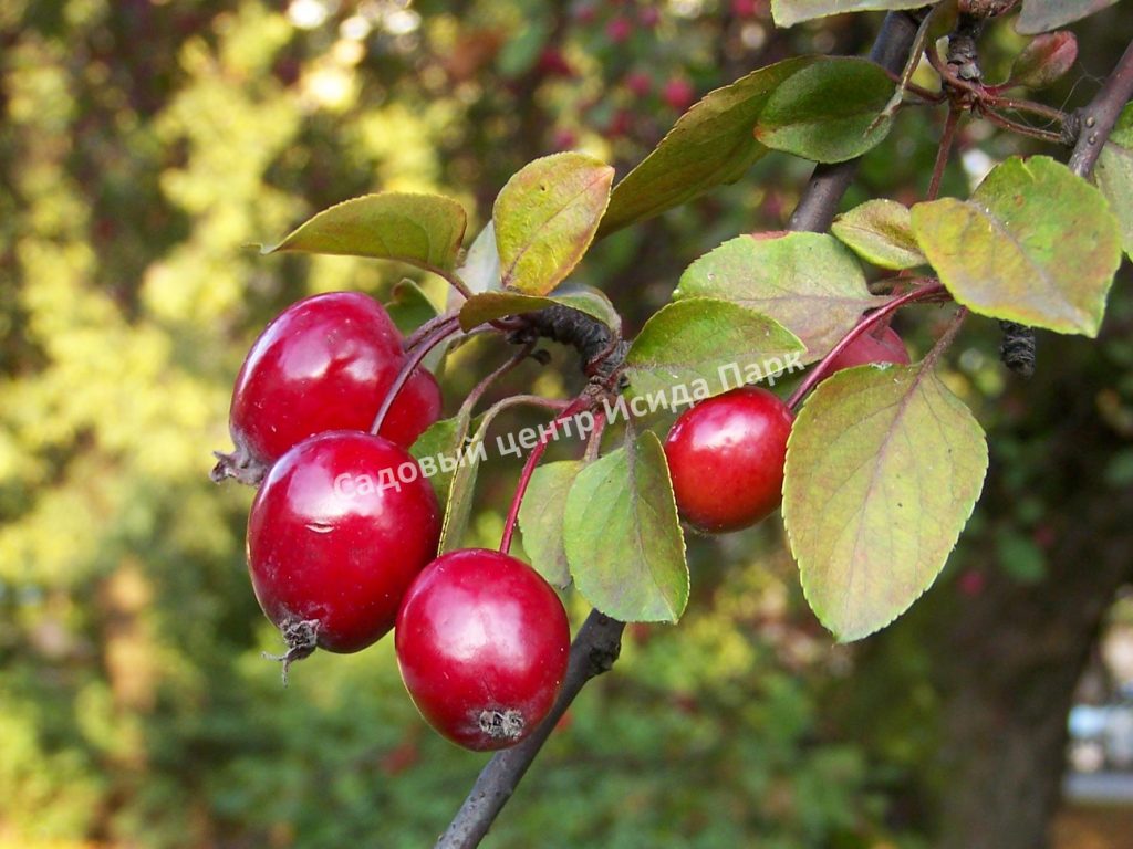 Боярышник Круглолистный (coccinea) Боярышник Круглолистный (coccinea)