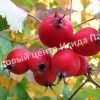 Боярышник Круглолистный (coccinea) 3 Боярышник Круглолистный (coccinea) 3