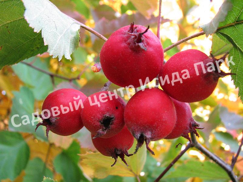 Боярышник Круглолистный (coccinea) Боярышник Круглолистный (coccinea)