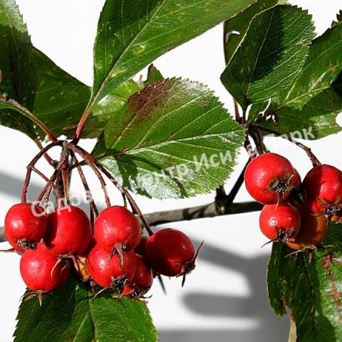 Боярышник Круглолистный (coccinea) Боярышник Круглолистный (coccinea)