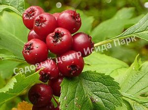 Боярышник Обыкновенный колючий, сглаженный (Crataegus laevigata)