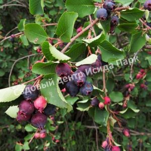 Ирга Колосистая