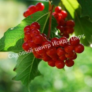 Калина красная Таежные рубины