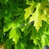 Клен (обыкновенный) 1