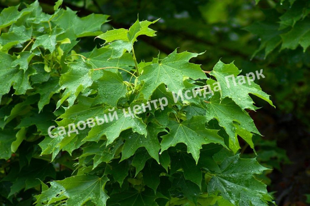 Клен (обыкновенный)