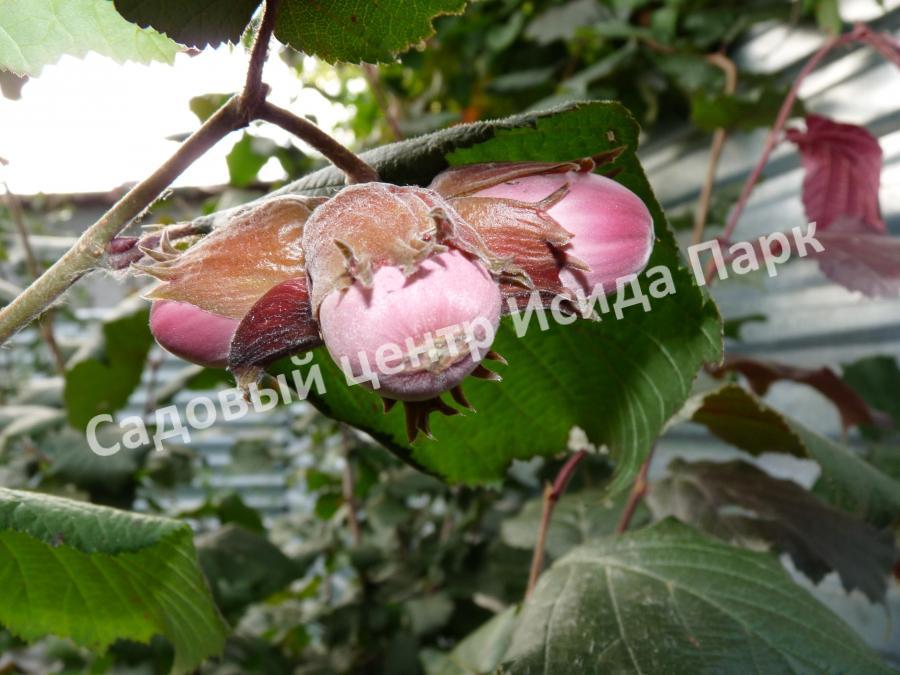 Фундук Московский рубин (The Moscow Ruby) Фундук Московский рубин (The Moscow Ruby)