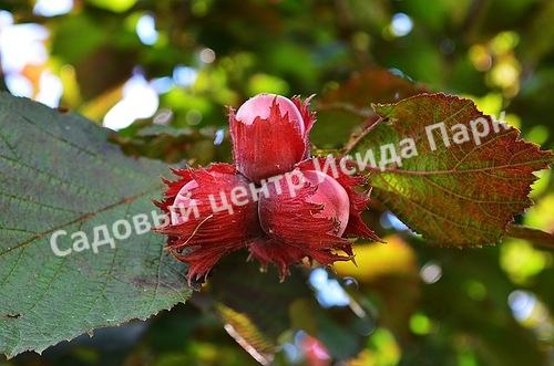 Фундук Московский рубин (The Moscow Ruby) Фундук Московский рубин (The Moscow Ruby)