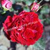 Роза Гранатовый Браслет 1