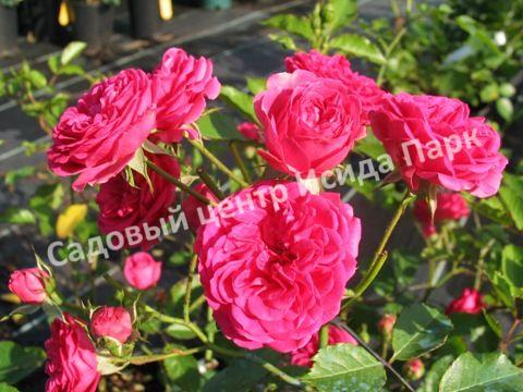 Розы парковые Эльмшорн