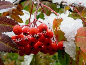 Рябина Красавица
