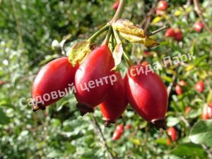 Шиповник Уральский чемпион