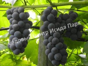 Виноград Изабелла