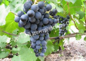 Виноград Северный