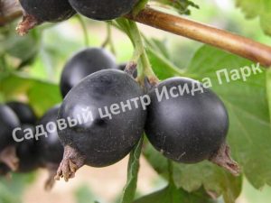 Йошта Крона