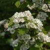 Боярышник Круглолистный (coccinea) 6