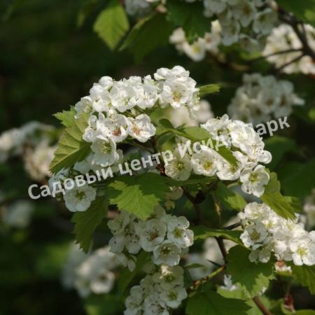 Боярышник Круглолистный (coccinea) Боярышник Круглолистный (coccinea)