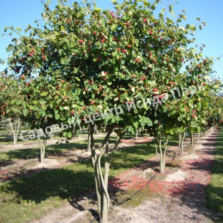 Боярышник Круглолистный (coccinea) Боярышник Круглолистный (coccinea)