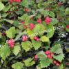 Боярышник Круглолистный (coccinea) 5