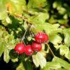 Боярышник Круглолистный (coccinea) 7