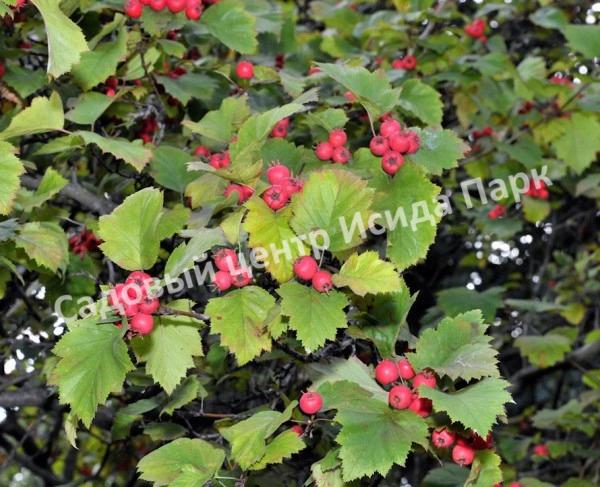 Боярышник Круглолистный (coccinea) Боярышник Круглолистный (coccinea)