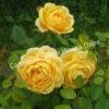 Роза Шарлотта (Charlotte) 8