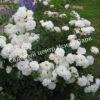 Роза Шнеевитхен (Schneewittchen) 9