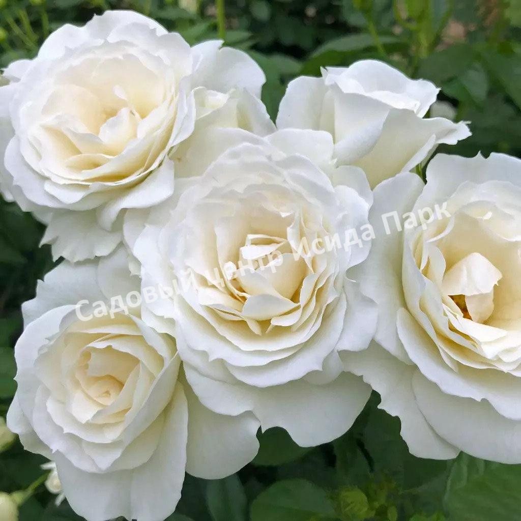 Роза Шнеевитхен (Schneewittchen)