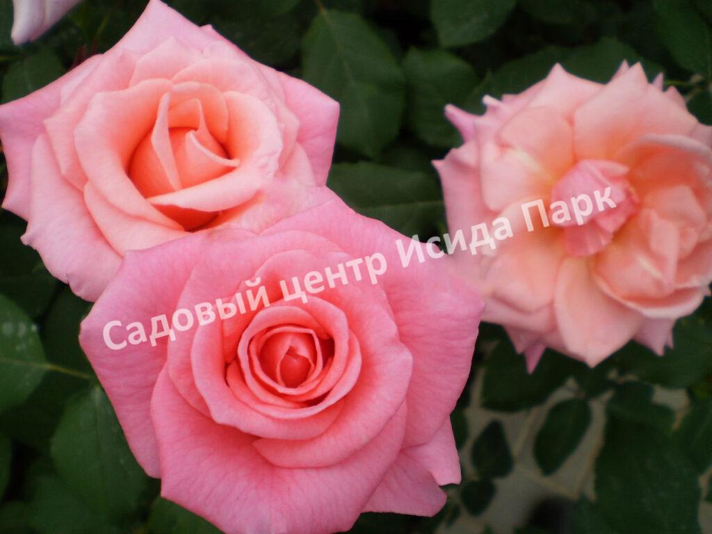 Роза Сильвия (Sylvia)