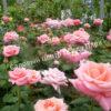 Роза Сильвия (Sylvia) 5