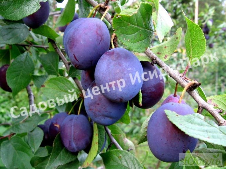 Айва японская Рубра саженцы купить в Москве и Подмосковье в питомнике