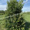 Боярышник Сливолистный (Crataegus persimilis, Crataegus prunifolia) 3