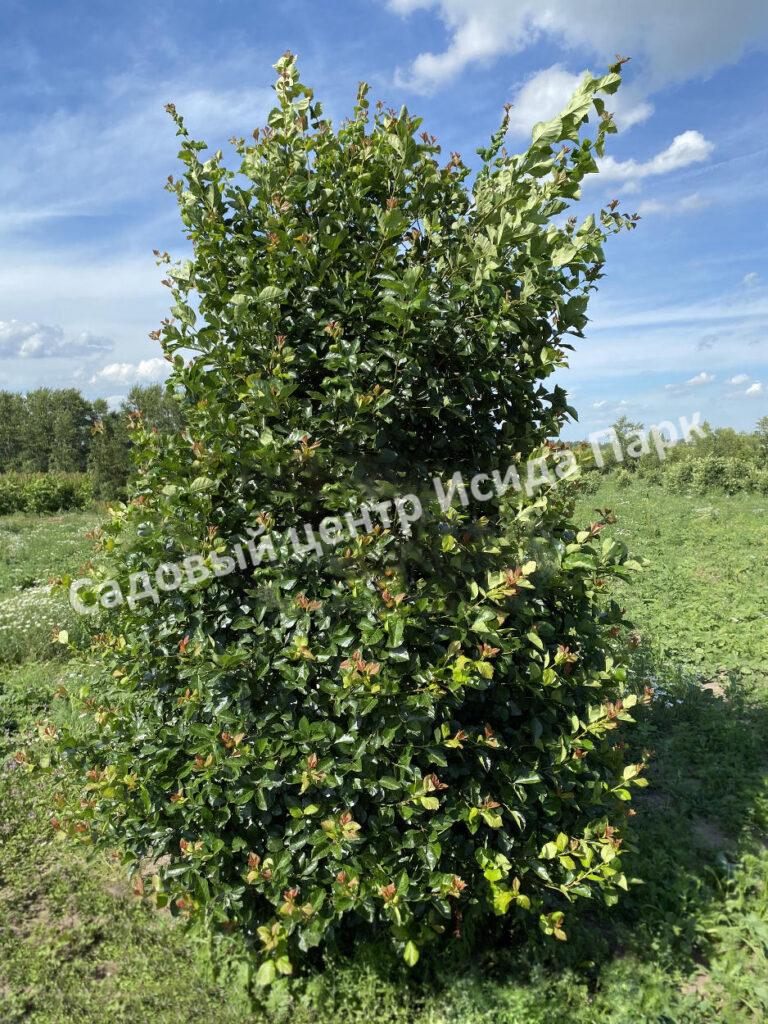 Боярышник Сливолистный (Crataegus persimilis, Crataegus prunifolia)
