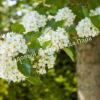 Боярышник Сливолистный (Crataegus persimilis, Crataegus prunifolia) 4