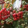 Боярышник Сливолистный (Crataegus persimilis, Crataegus prunifolia) 6