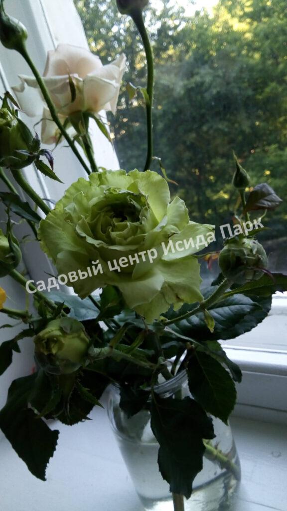 Роза Супер Грин (Super Green)