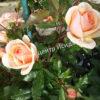 Роза Свит Хани (Sweet Honey) 6